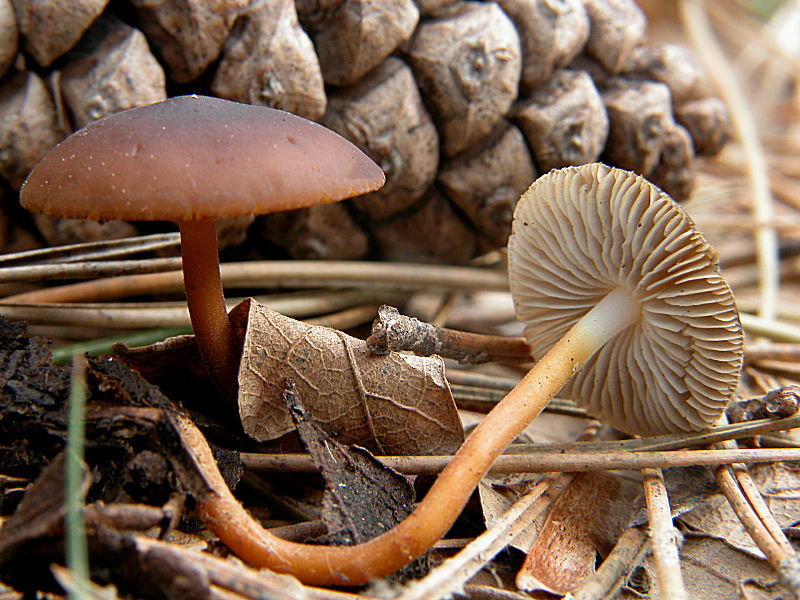 Strobilurus con sorpresa